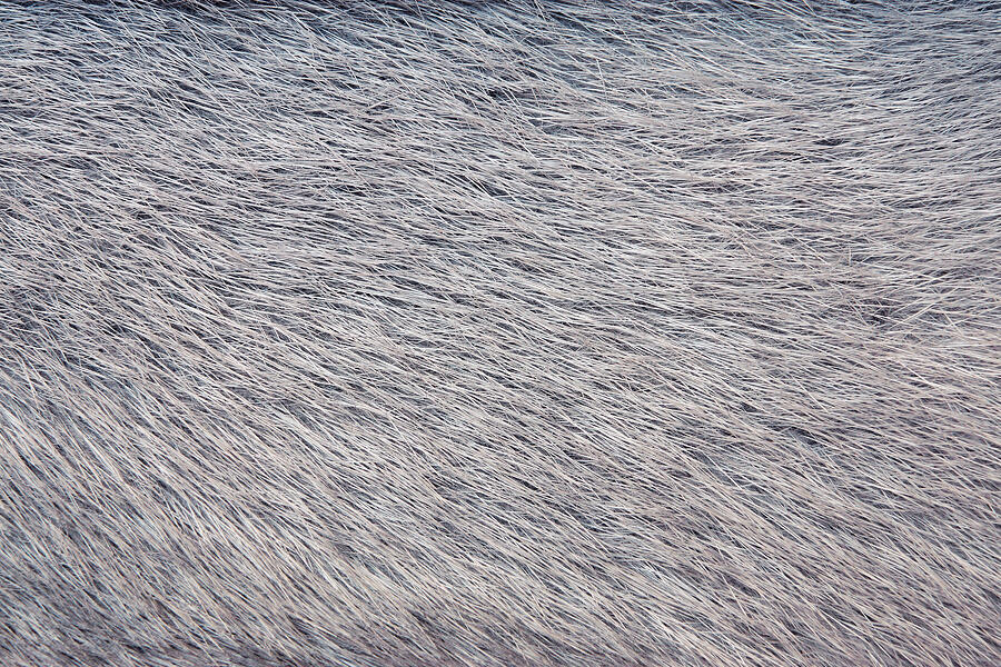 Texture From Fur Of Gray-haired Color Photograph by Malven57