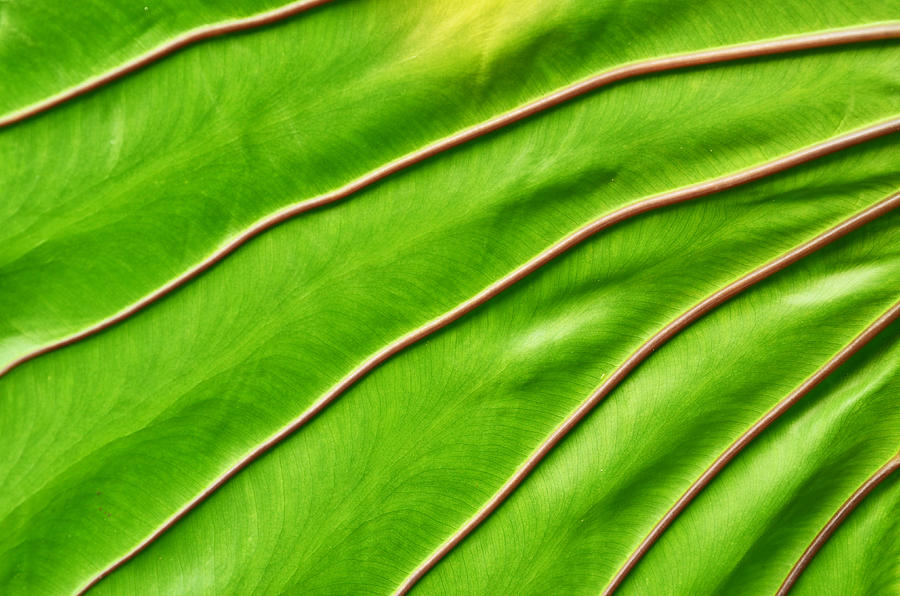 Texture of a green leaf as background Photograph by Jeng_Niamwhan