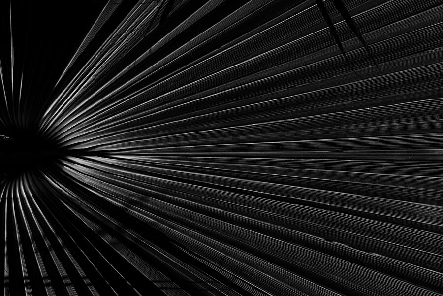 Texture of a palm tree leaf in black and white Photograph by Sergi Escribano Texture of a palm tree leaf in black and white Photograph by Sergi Escribano