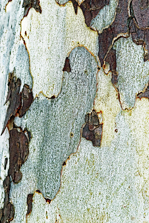 Texture Of Eastern Sycamore Photograph by Debbie Oppermann