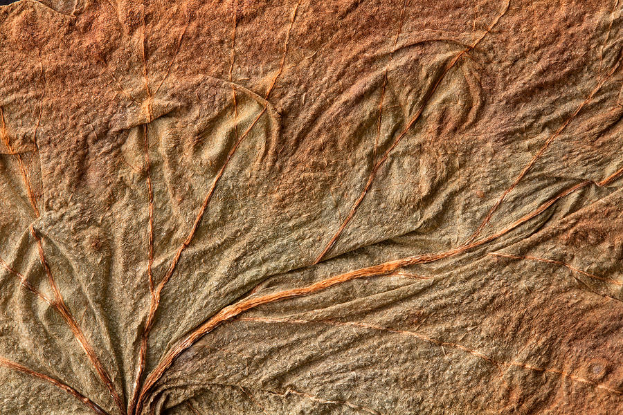 Texture Of The Old Dry Leaf Photograph by Nickgavluk