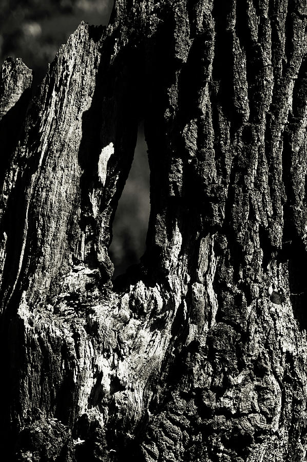Texture of Tree Bark Photograph by Jenny Rainbow