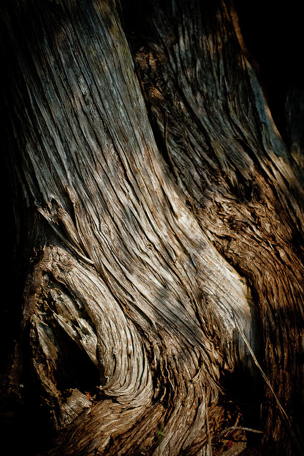 Texture of Wood Photograph by Rich S