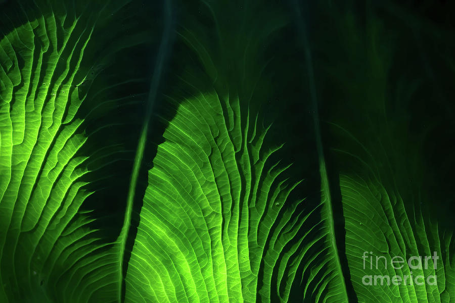Texture Study-Colocasia #1 Photograph by Gary Holmes