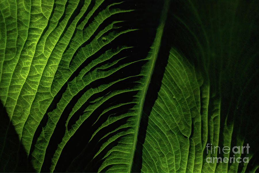 Texture Study-Colocasia #2 Photograph by Gary Holmes