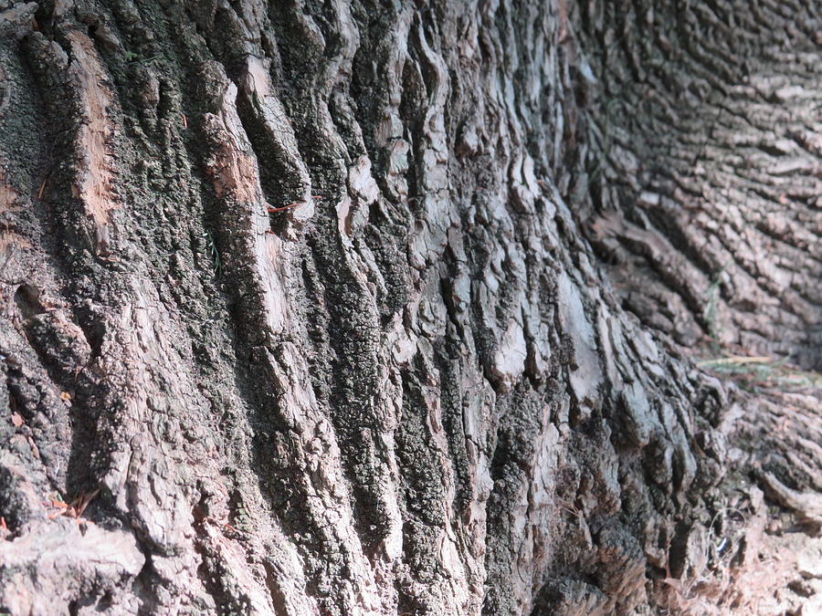 Texture - Tree Bark Photograph by Raymond Fernandez