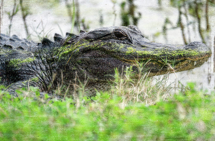 Textured Alligator Portrait Photograph by Dan Sproul