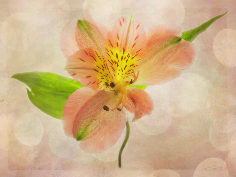 Lily Photograph - Textured Alstromeria by Teresa Wilson