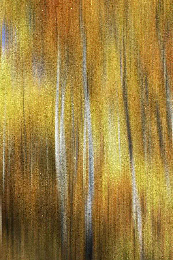 Textured Aspen Blur Photograph by Dan Sproul