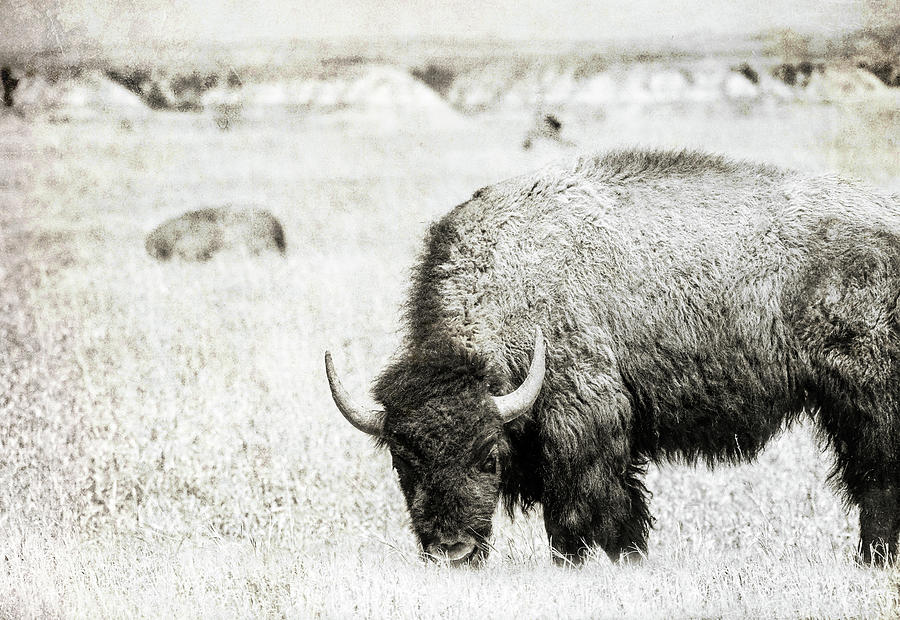 Textured Badlands Bison Photograph by Dan Sproul