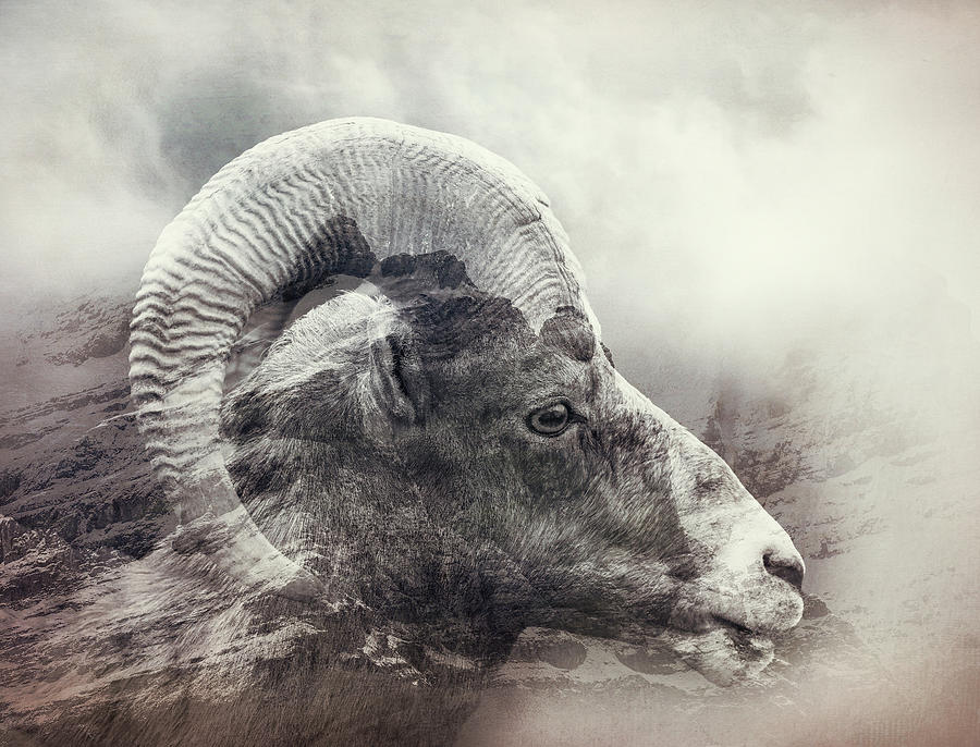 Textured Bighorn Ram Mountain Exposure Photograph by Dan Sproul