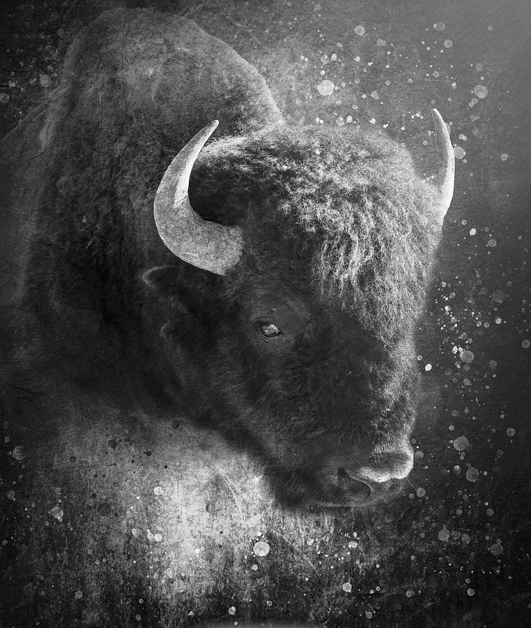 Textured Bison Portrait Black And White Photograph by Dan Sproul