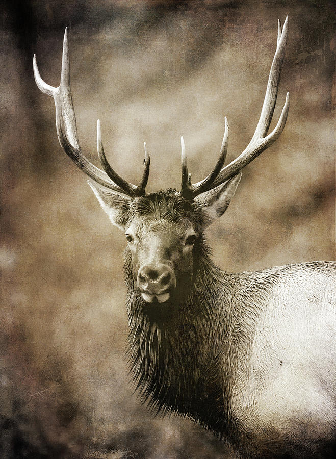 Textured Bull Elk Portrait Photograph by Dan Sproul