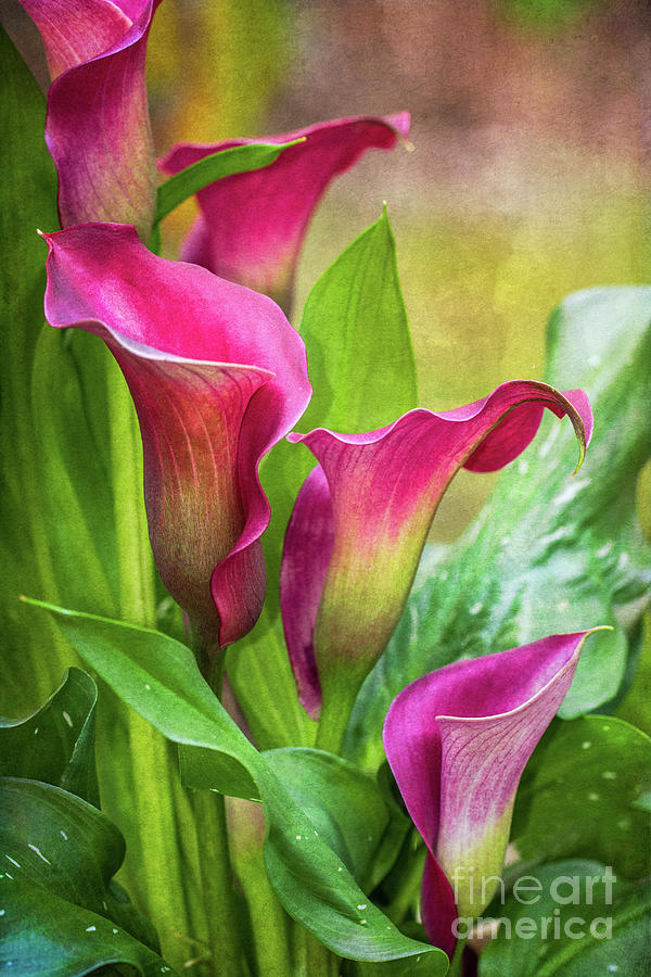 Textured Callas Photograph by Mimi Ditchie