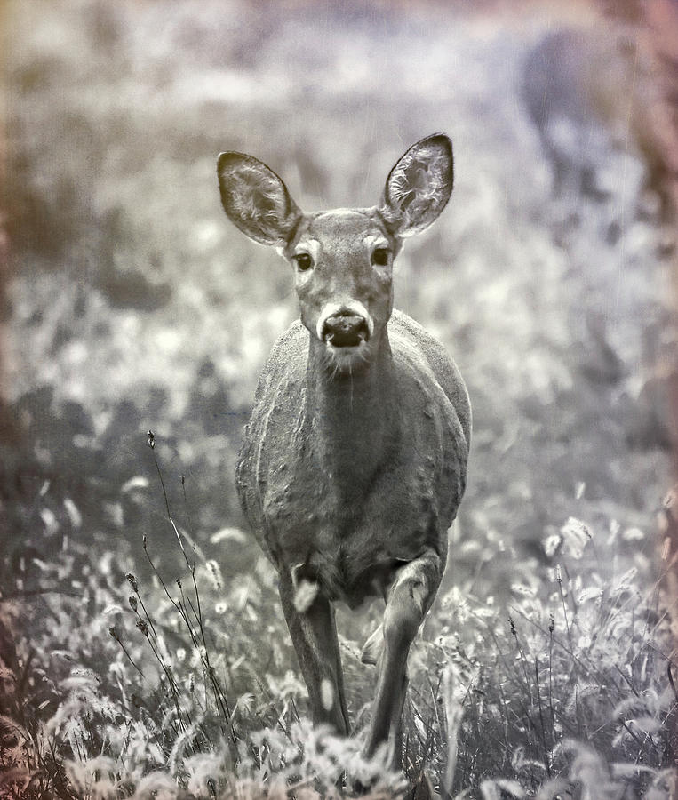 Textured Deer In Ohio Field Photograph by Dan Sproul