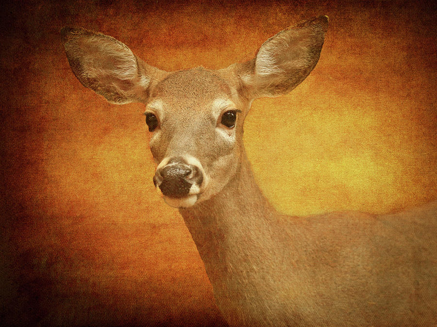 Textured Deer Portrait Photograph by Dan Sproul