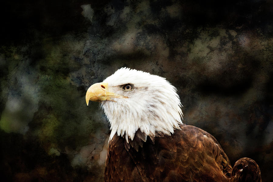 Eagle Photograph - Textured Eagle by Karol Livote