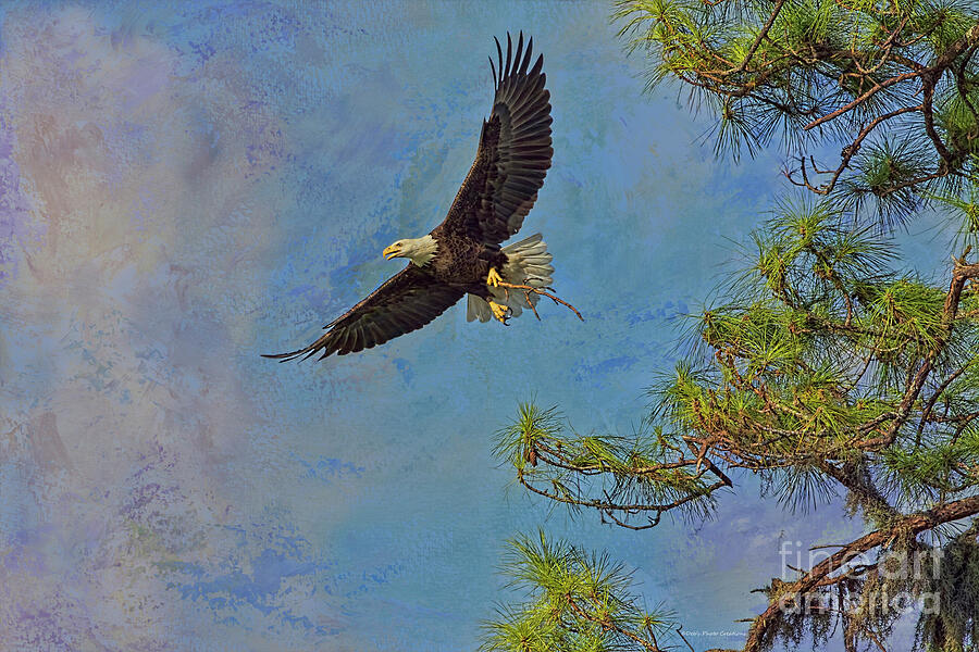 Eagle Photograph - Textured Eagle With Twig by Deborah Benoit