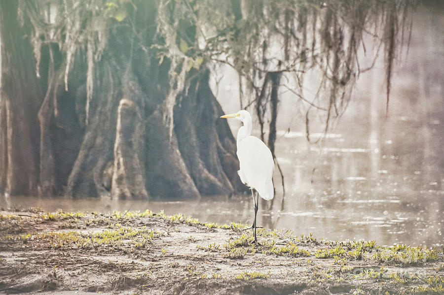 Textured Egret Photograph by Andrea Anderegg