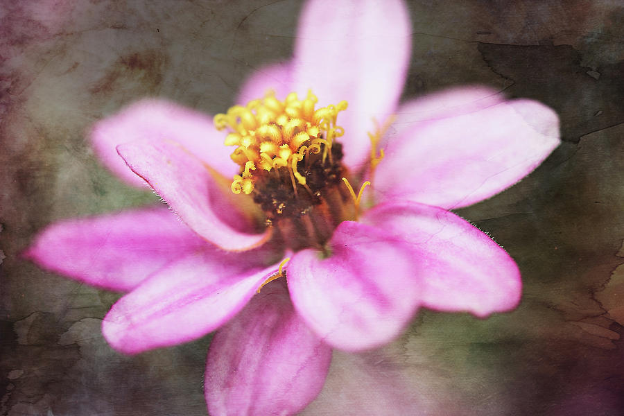 Textured flower Photograph by Denise Love - Fine Art America