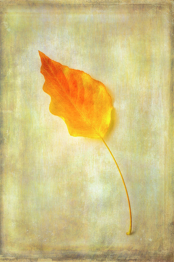 Textured Golden Leaf Photograph by Garry Gay