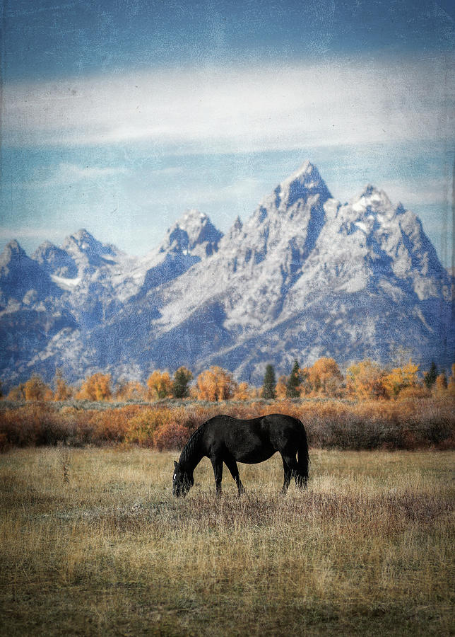 Textured Grand Teton Horse Photograph by Dan Sproul