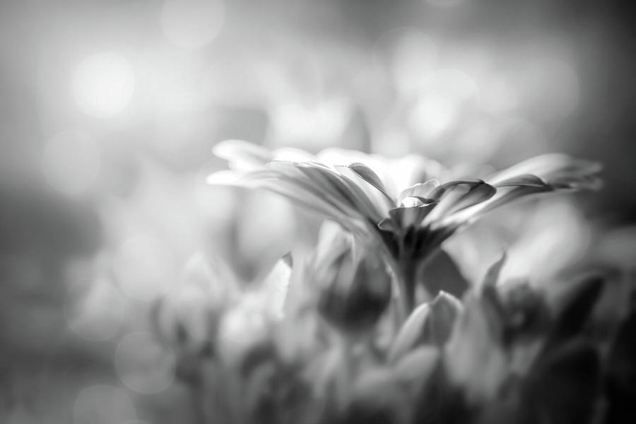Textured Lavender Osteospermum Black And White Photograph
