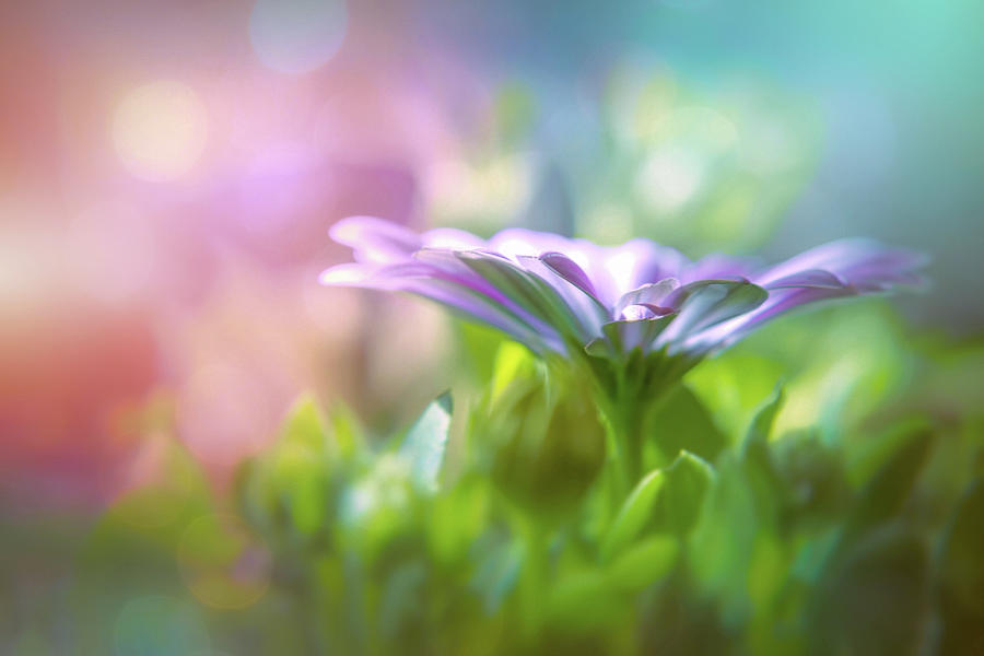 Textured Lavender Osteospermum Colors Of Spring Photograph