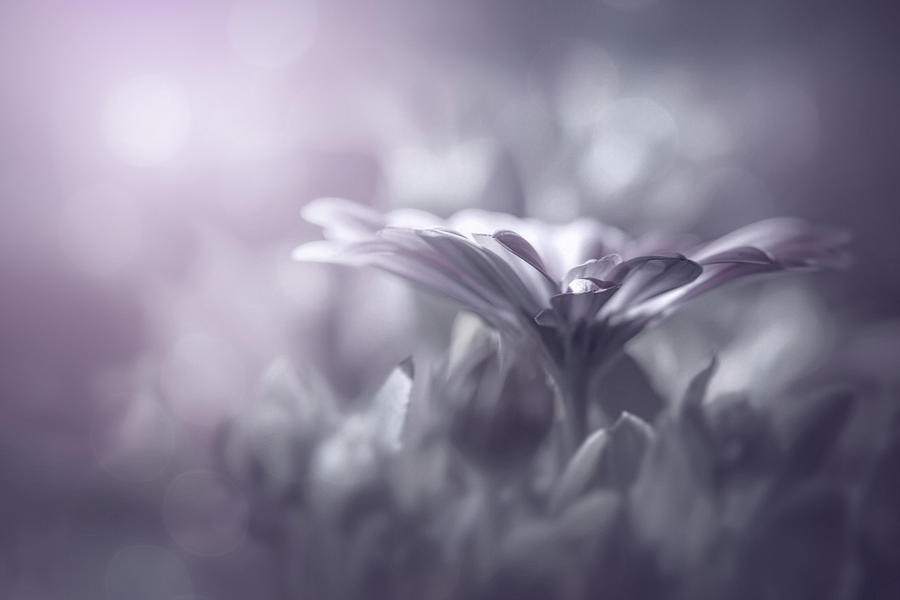 Textured Lavender Osteospermum Pale Amethyst  Photograph by Carol Japp