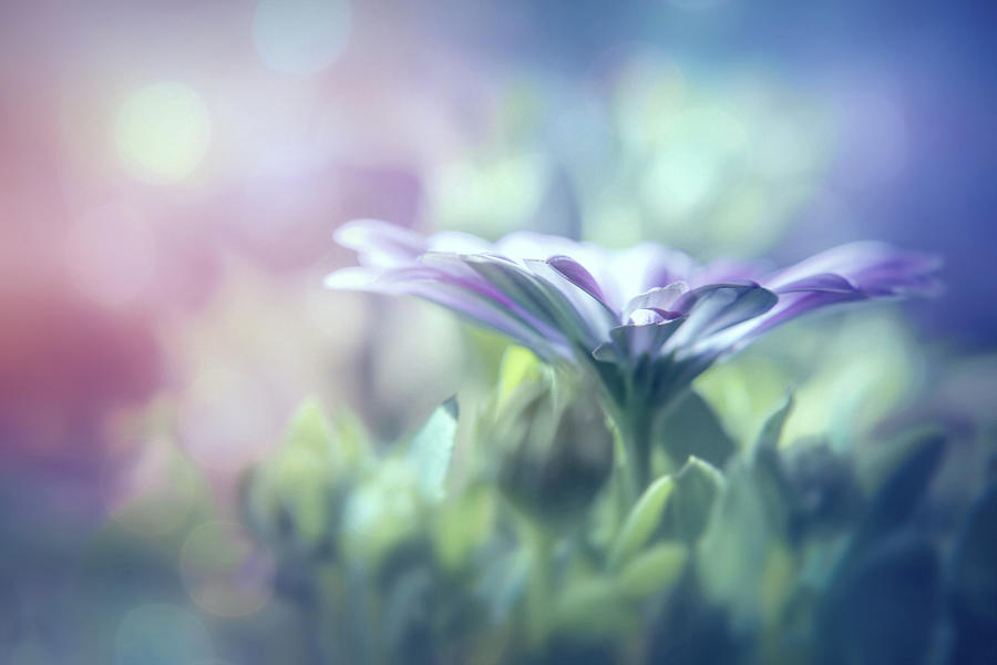 Textured Lavender Osteospermum Shades Of Blue Photograph
