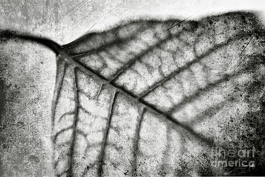 Textured Leaf Abstract - BW Photograph by Scott Pellegrin