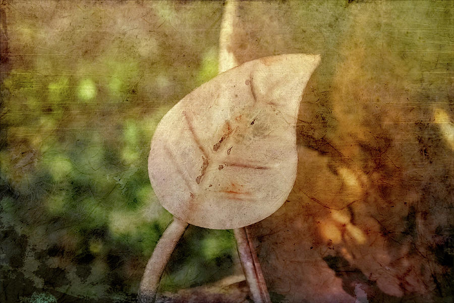 Textured Leaf Photograph