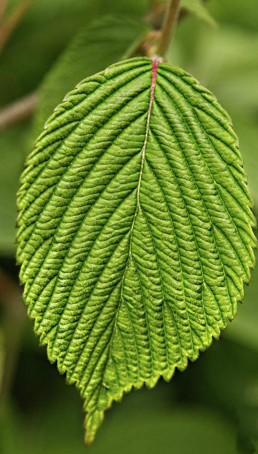 Tree Photograph - Textured Leaf by Matthew Adelman Tree Photograph - Textured Leaf by Matthew Adelman
