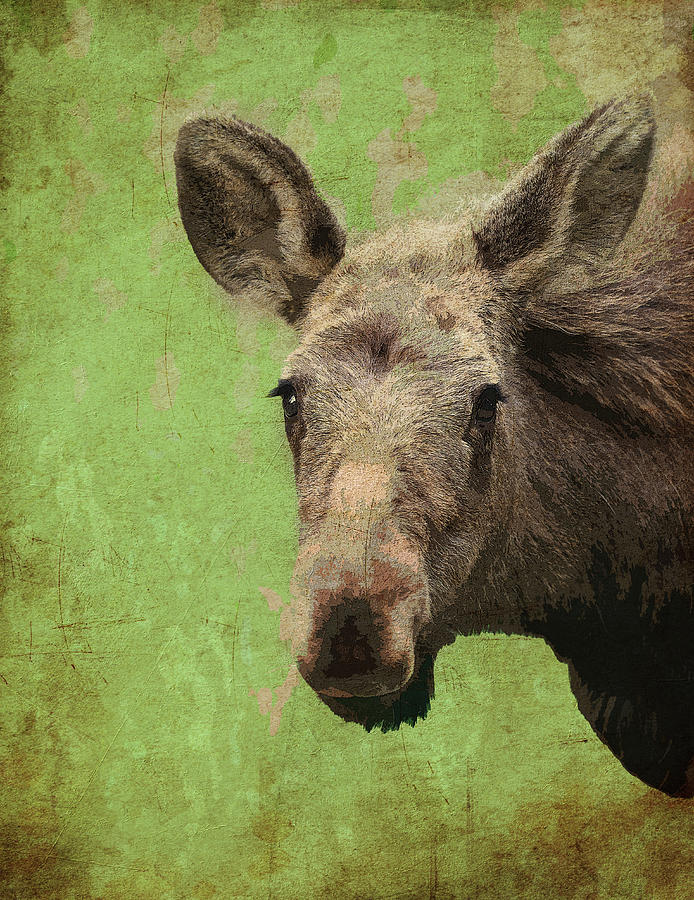 Textured Moose On Green Mixed Media by Dan Sproul