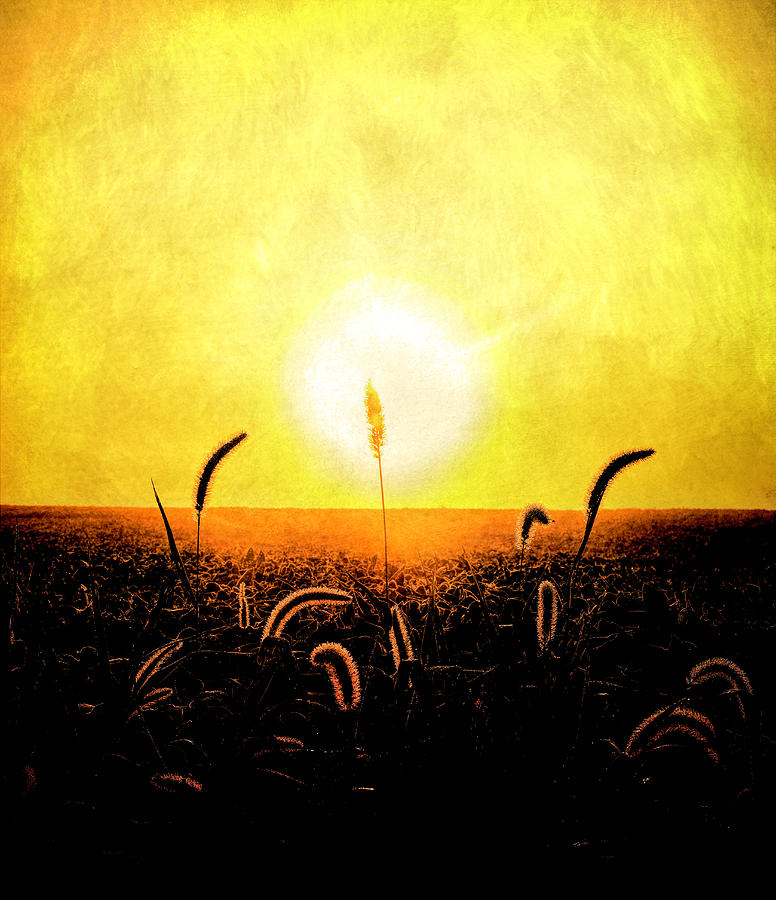 Textured Morning Sun On Country Field Photograph by Dan Sproul