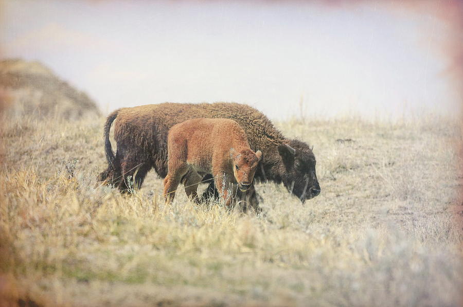 Textured Newborn Bison Photograph by Dan Sproul