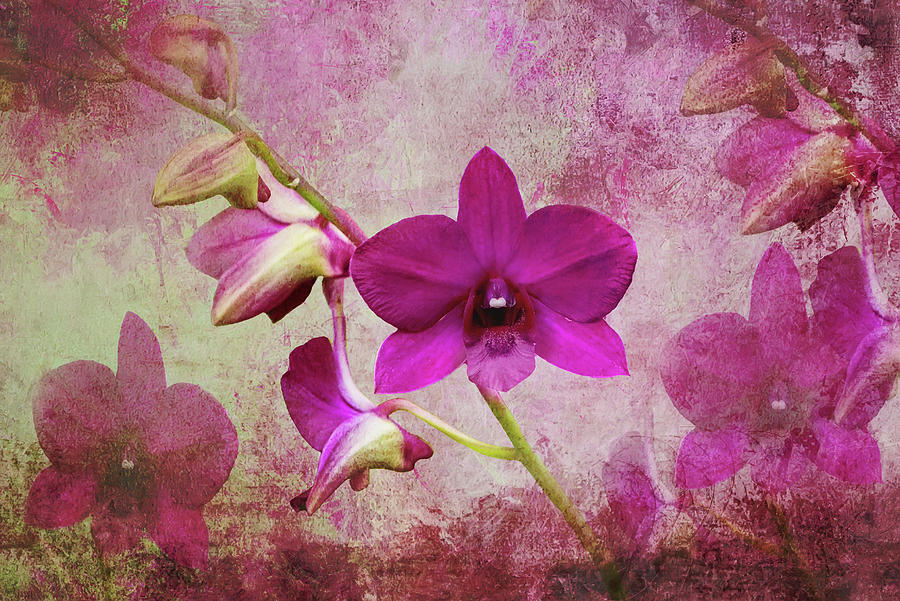 Textured Orchid Mixed Media by Ed Taylor