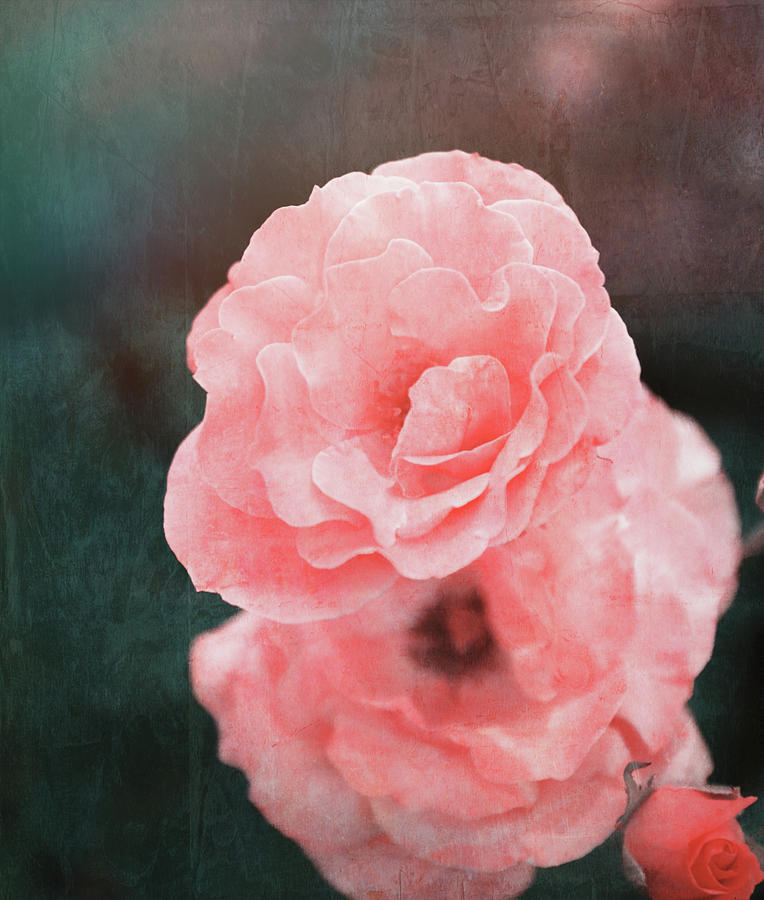 Textured Pink Roses Photograph by Dan Sproul