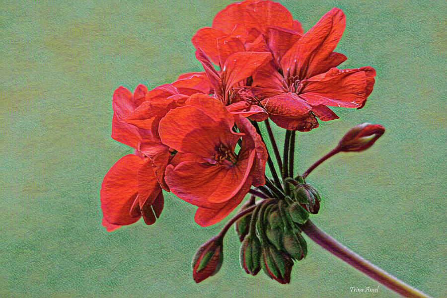 Textured Red Geranium Photograph by Trina Ansel