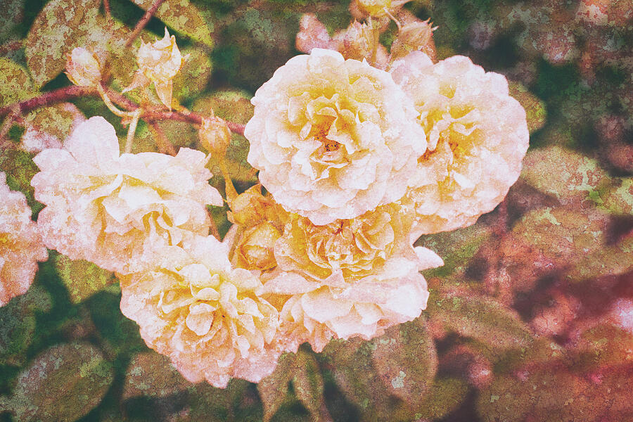 Textured Roses Photograph by Tanya C Smith