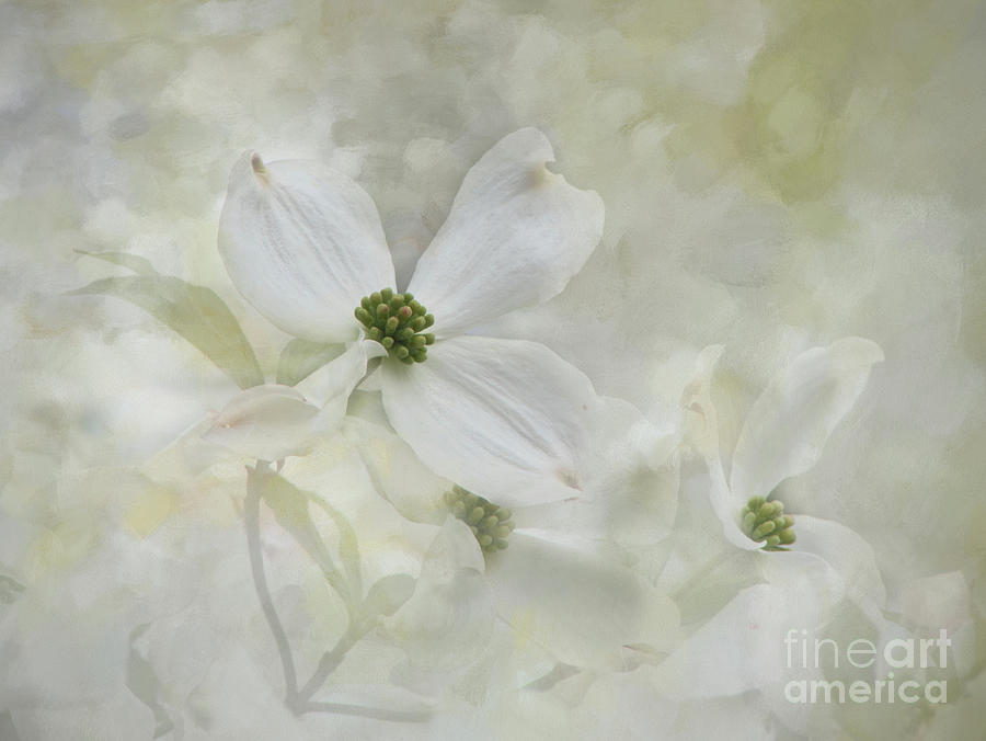 Textured Spring Flowering Dogwoods Photograph by Amy Dundon