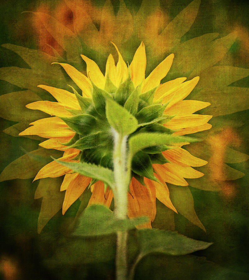 Textured Sunflower Back Photograph by Dan Sproul