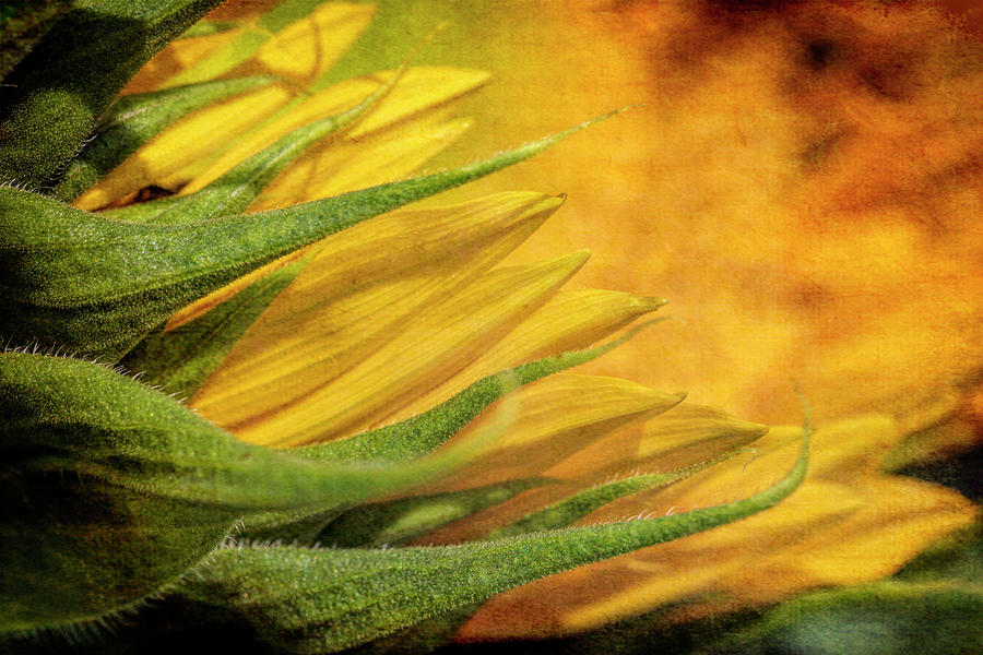 Textured Sunflower Photograph by Deborah Penland