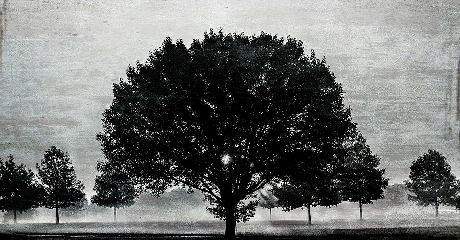 Textured Sunrise Through Tree Black And White Photograph by Dan Sproul