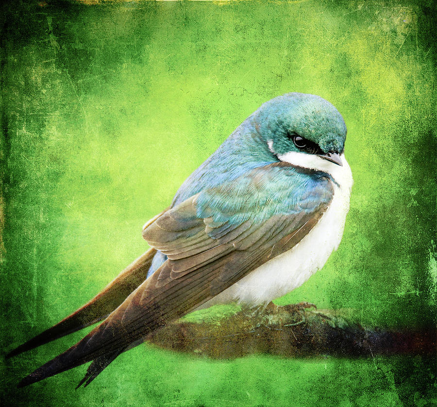 Textured Tree Swallow Photograph by Dan Sproul