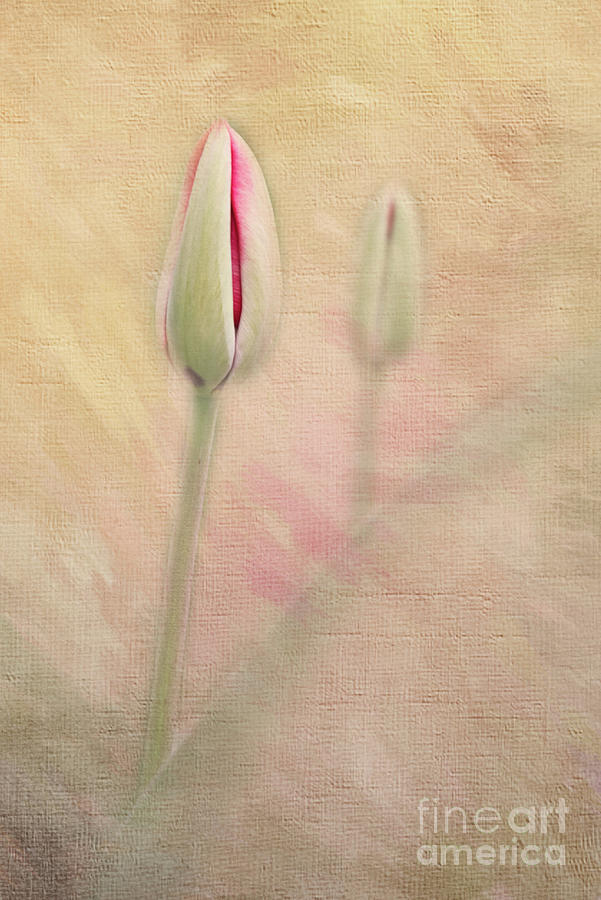 Textured Tulip Digital Art by Amy Dundon