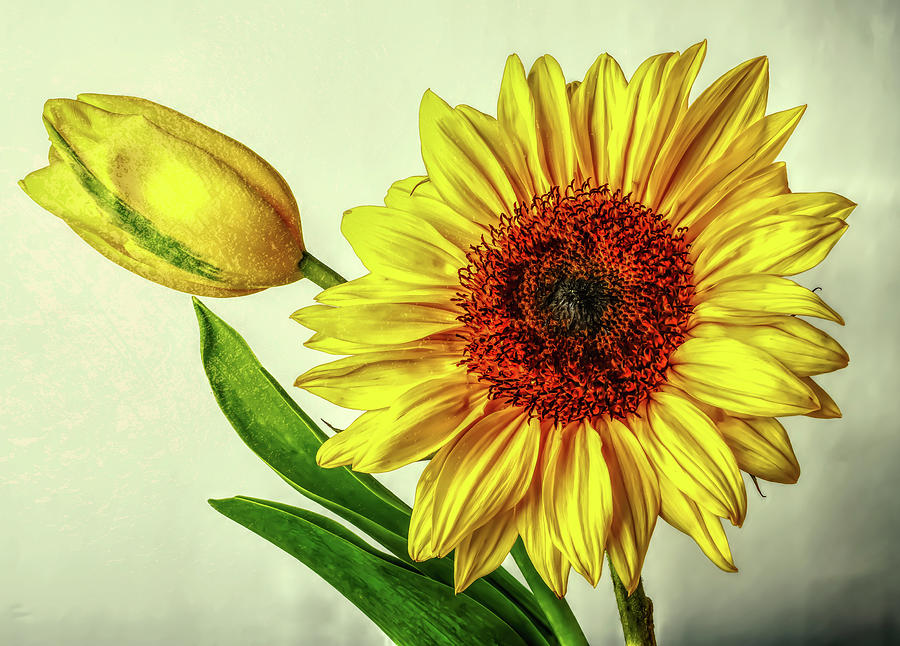 Textured Tulip And Sunflower Photograph by Garry Gay