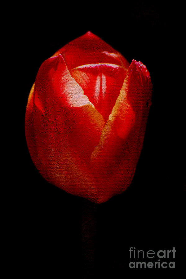 Textured Tulip Photograph by David Birchall