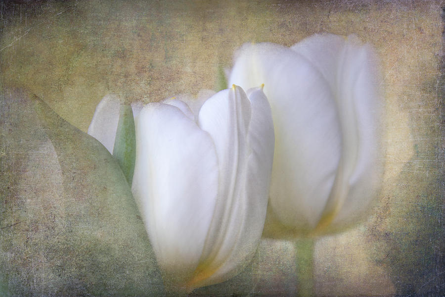 Textured Tulips Digital Art by Terry Davis