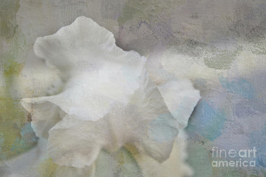 Textured White Iris Photograph by Amy Dundon